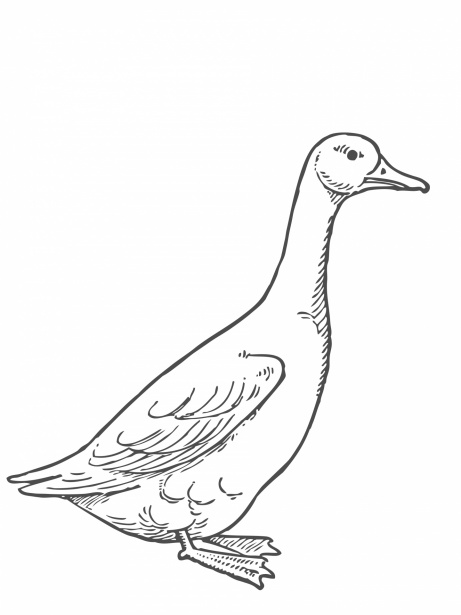 Gęś kolorowanki